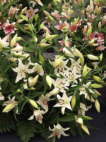 Six petals, six stamens, and six sepals, the flower of the beast?