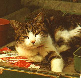 Kimmy in the greenhouse