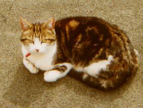 Kimmy is comfy in the sunshine
