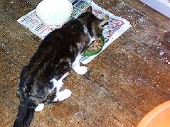 Kimmy, at the end of an eventful and long life